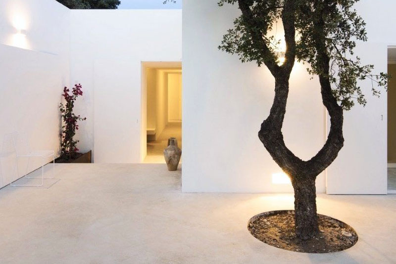 民宿院内很有灵气的树